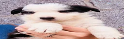 Border Collie dogs for sale: Gorgeous Border collie pups. KC registered.  - Advert 7