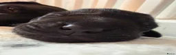 Labrador Retriever dogs for sale: 10 Stunning black Labrador & cream/red fox pups  - Advert 9
