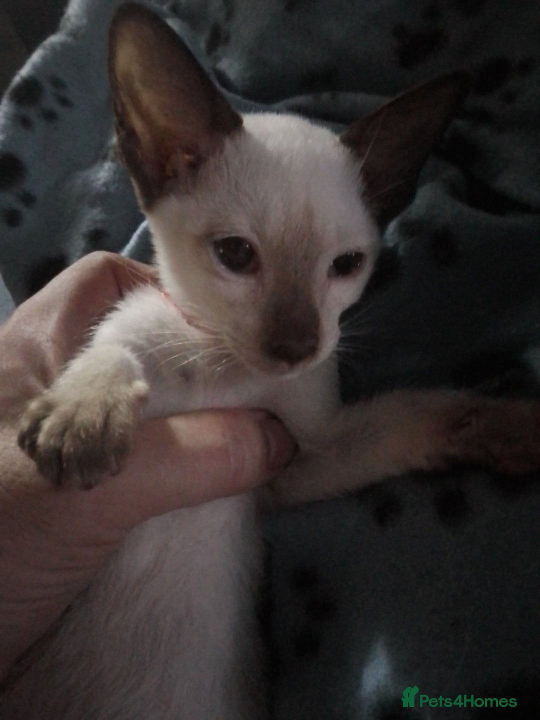 Siamese cats for sale: Siamese kittens - Advert 10