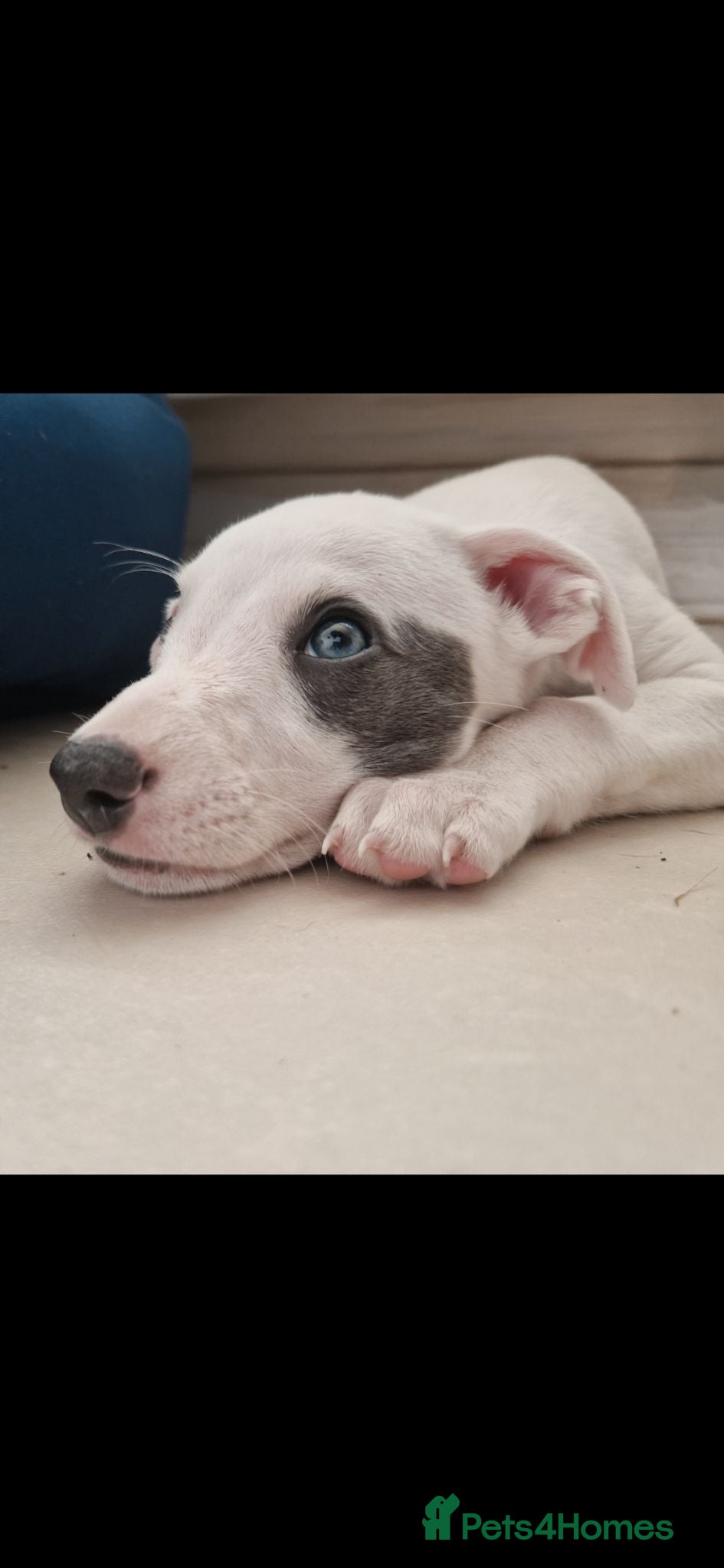Whippet dogs Heart and DNA tested Blue Parti Whippet Puppies. - Advert 3