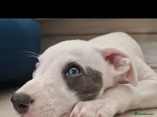 Whippet dogs Heart and DNA tested Blue Parti Whippet Puppies. - Advert 3