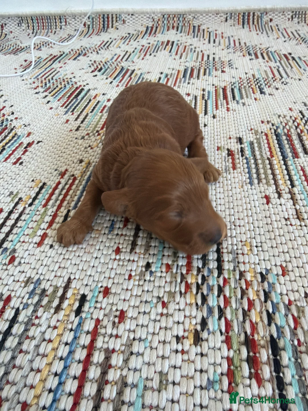 Cockapoo dogs for sale: FB1 apricot cockapoos  in Golspie - Advert 2
