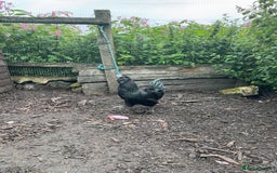 Chickens poultry for sale: Ayam Cemani cross silkie Cockerel  in Darwen - Image 3