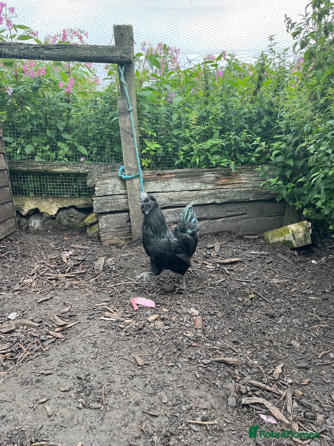 Chickens poultry for sale: Ayam Cemani cross silkie Cockerel  in Darwen - Image 3