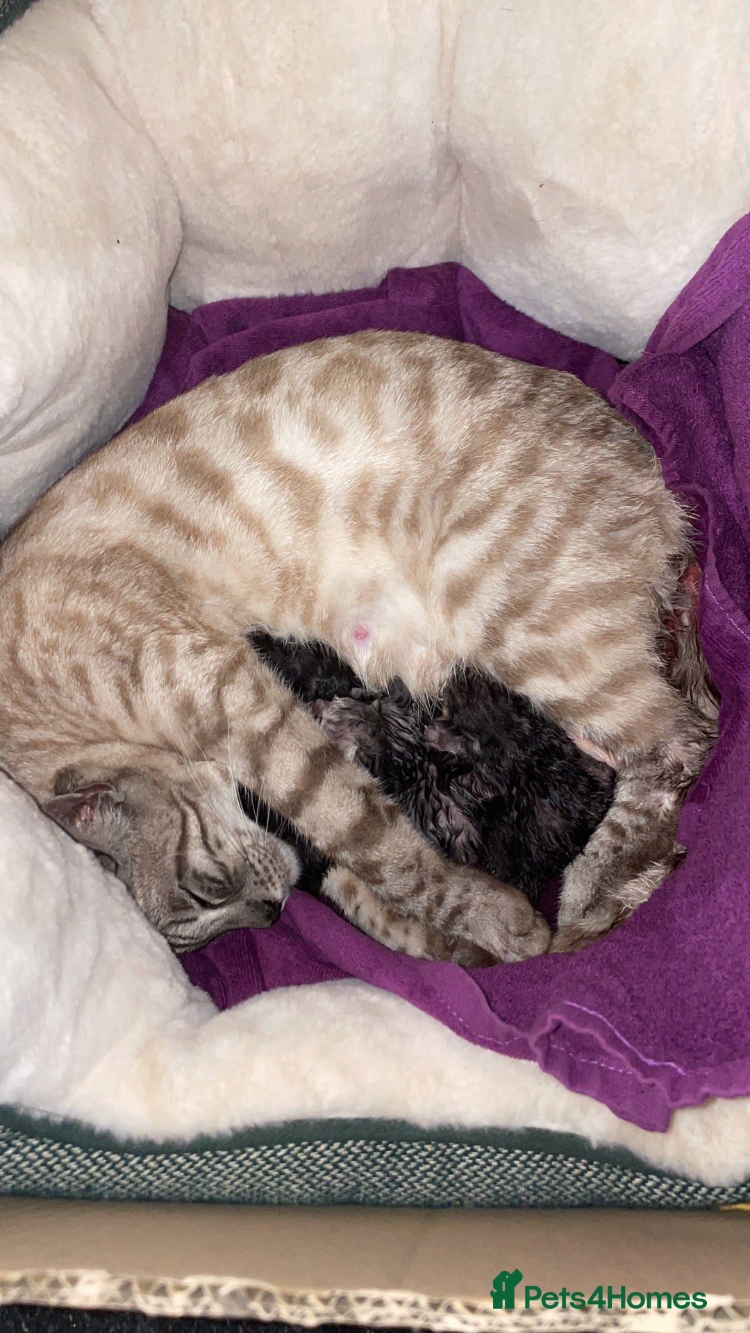 Bengal cats Bengal Cross Boy For Sale!!! - Advert 12