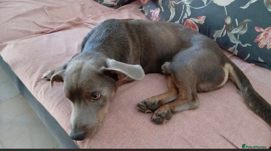Mixed Breed dogs for adoption: THE PERFECT DOG DOES EXIST, HIS NAME IS TAKITO! 🥰 - Advert 6