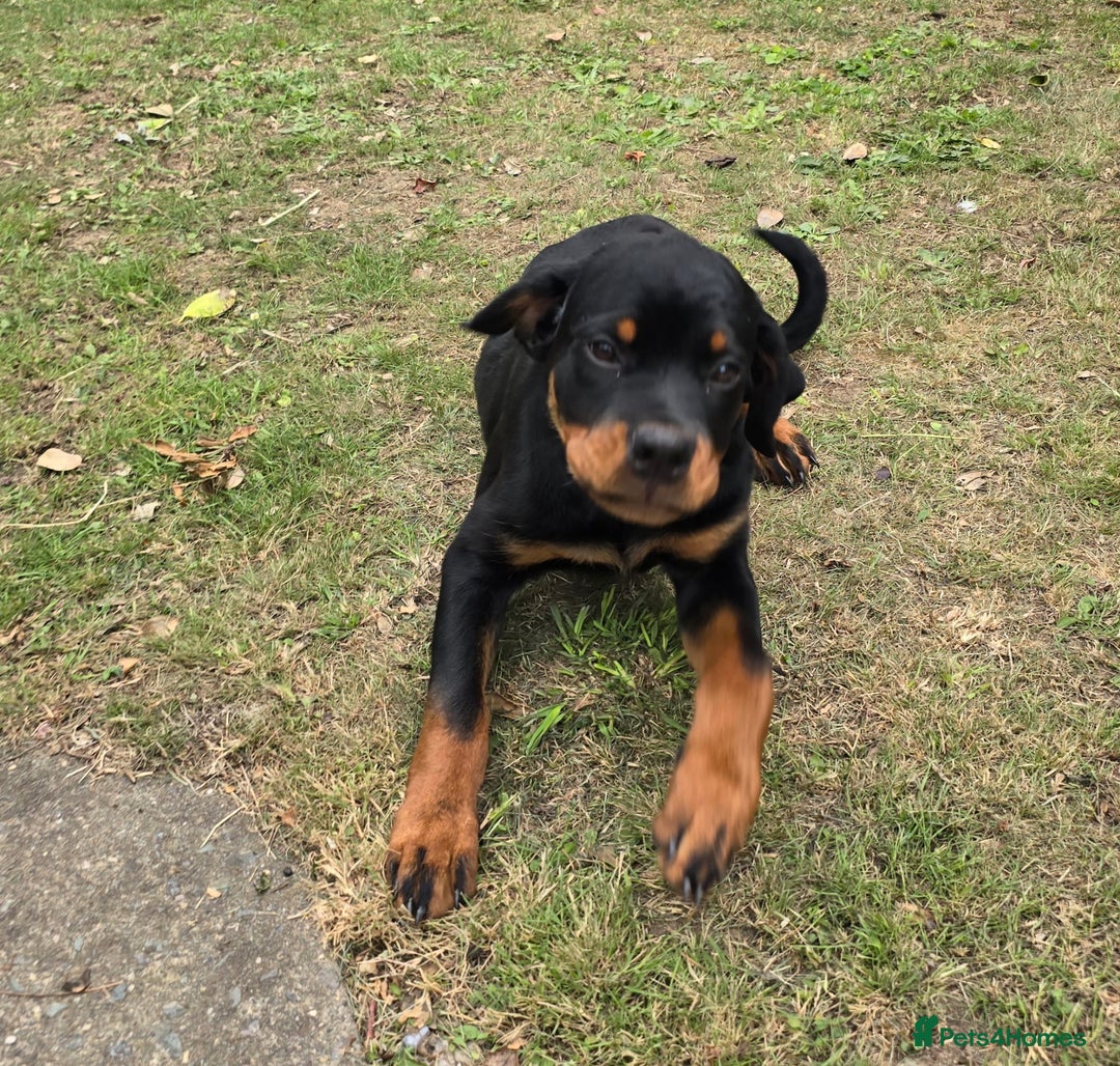 Rottweiler dogs for sale: Denzil  - Image 9