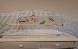 Budgerigars birds for sale: 1 Female and 1 Male Fully Tamed budgies with cage - Image 5