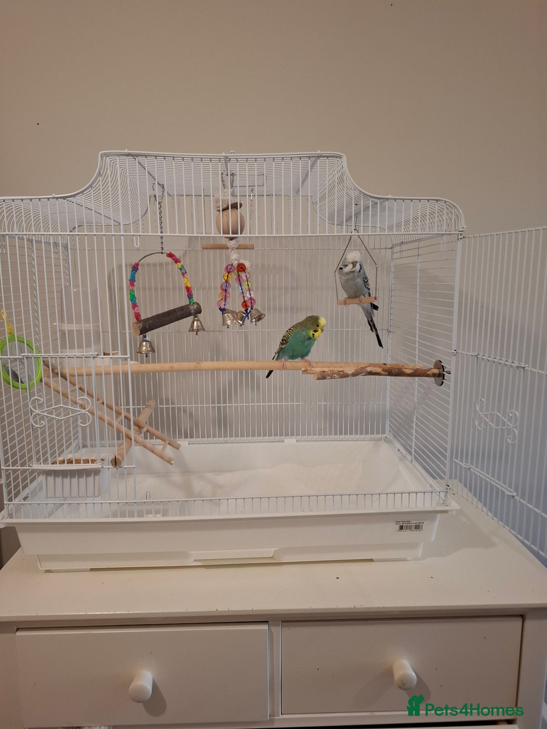 Budgerigars birds for sale: 1 Female and 1 Male Fully Tamed budgies with cage - Image 5
