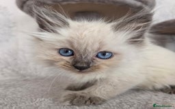 Siberian cats for sale: GCCF champion bloodline siberian nevas - Image 12