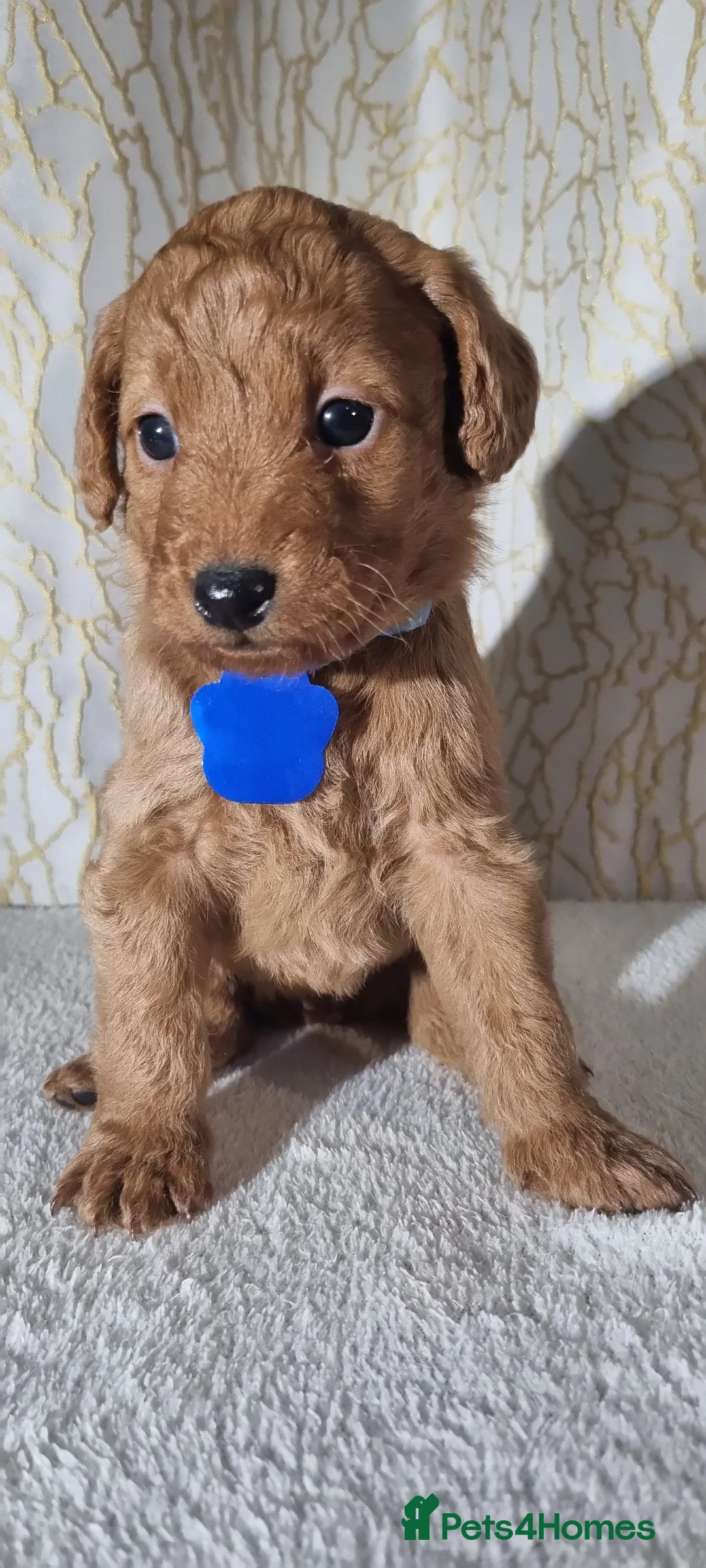 Labradoodle dogs for sale: Labradoodle Fox Red ❤️ Health Check - Advert 26