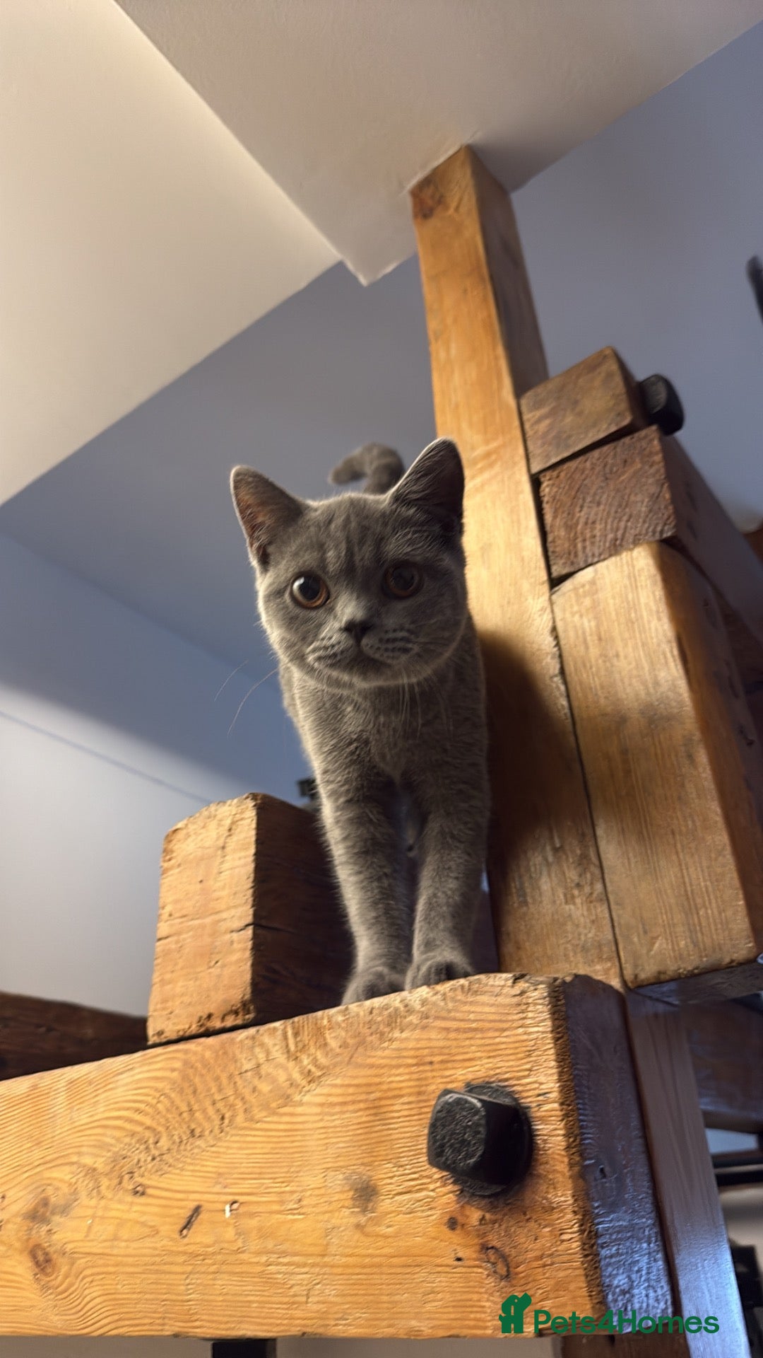 British Shorthair cats Fafa & Lala 2 Female British Shorthairs - Advert 2