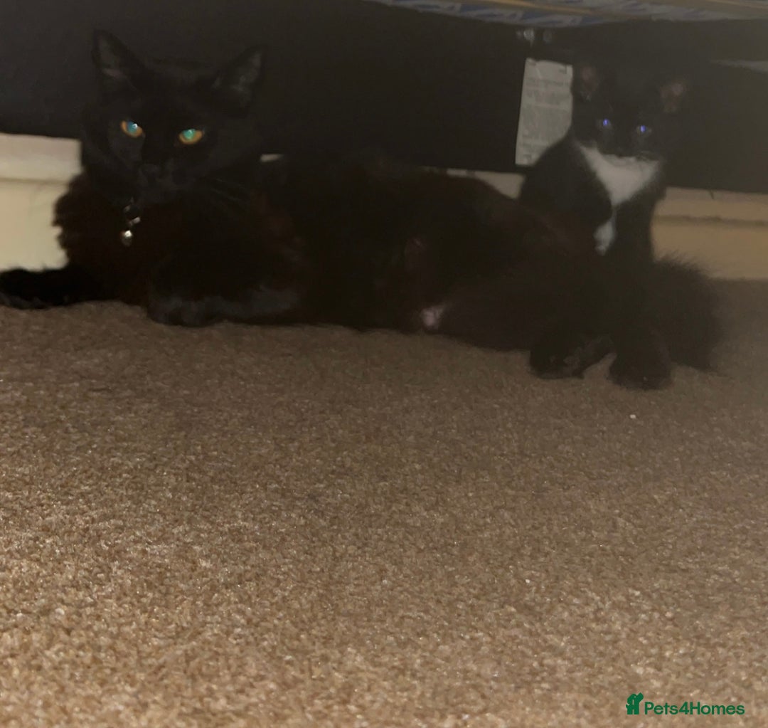 British Longhair cats for sale: Long haired kittens  - Image 6