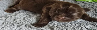 Puppy 1