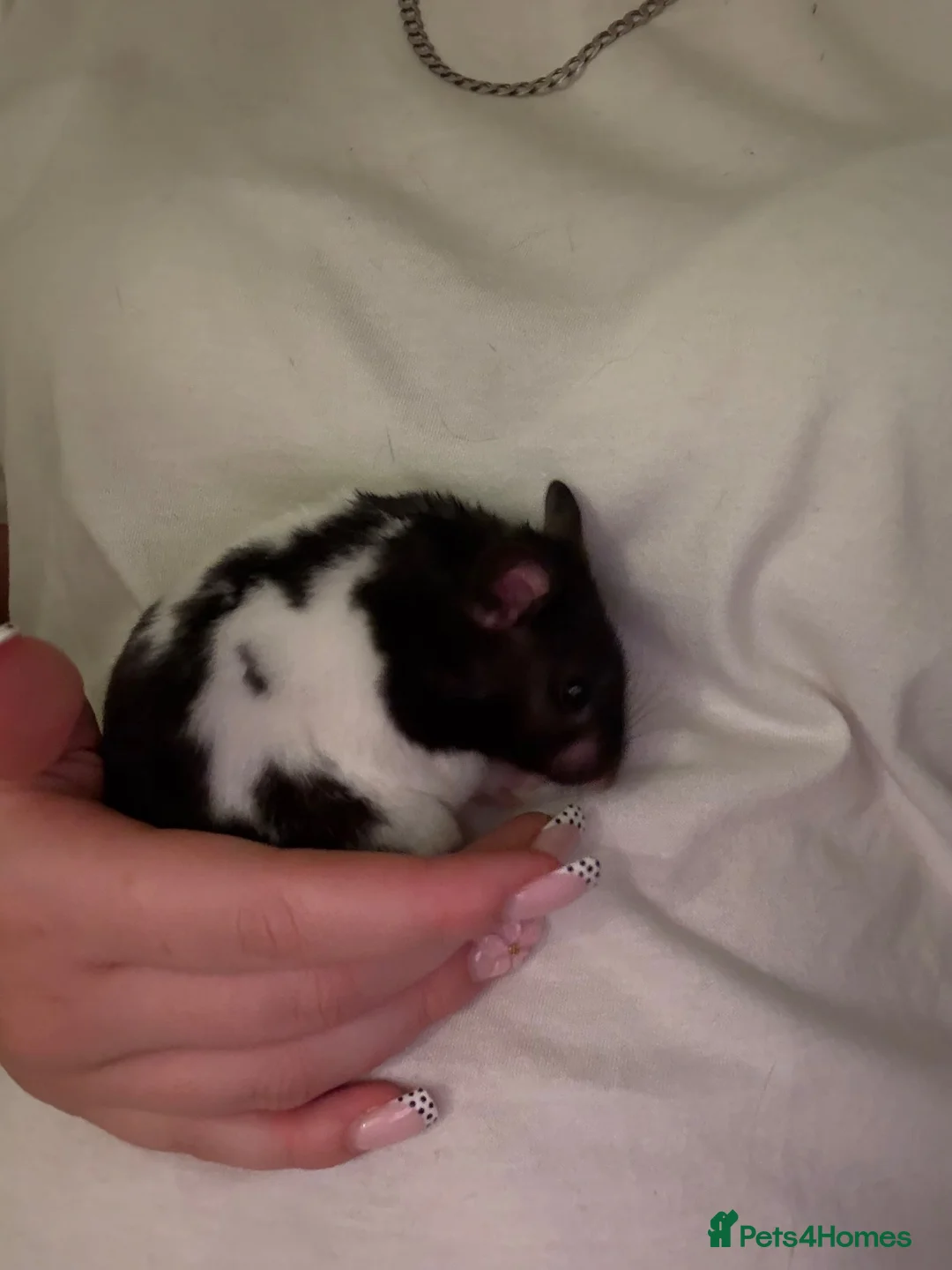 Hamster rodents for sale: One girl and one boy hamster.  - Advert 4