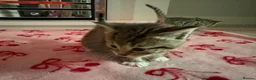 Mixed Breed cats for sale: 4 kittens available  in Haverfordwest - Advert 4