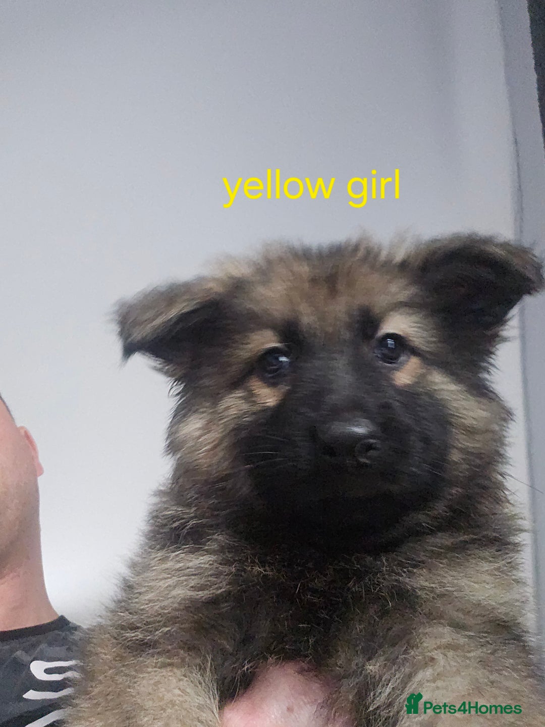 German Shepherd dogs for sale: German shepherd puppies  - Advert 6