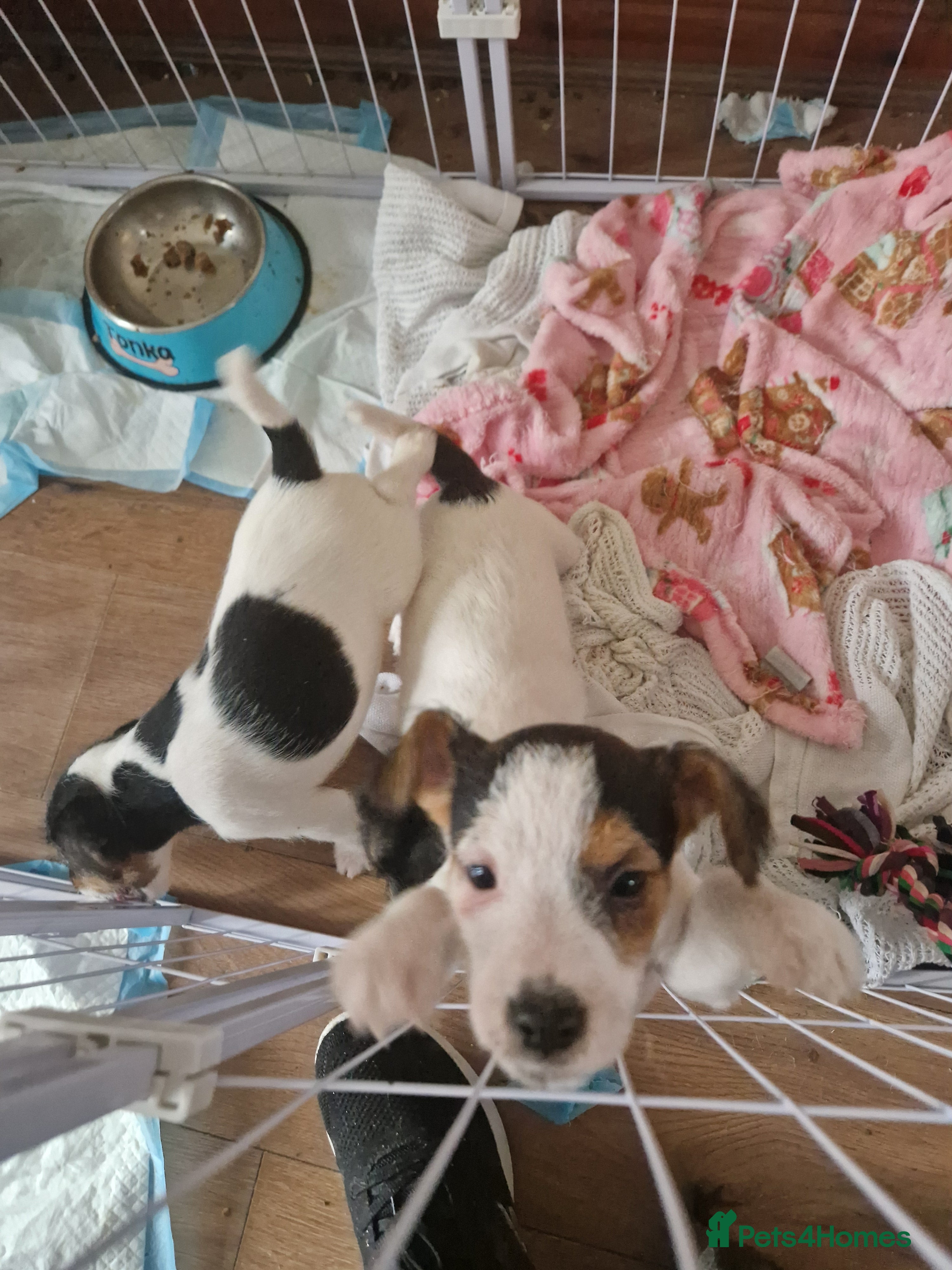 Jack Russell dogs Jack Russel pups - Advert 8
