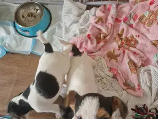 Jack Russell dogs Jack Russel pups - Advert 8