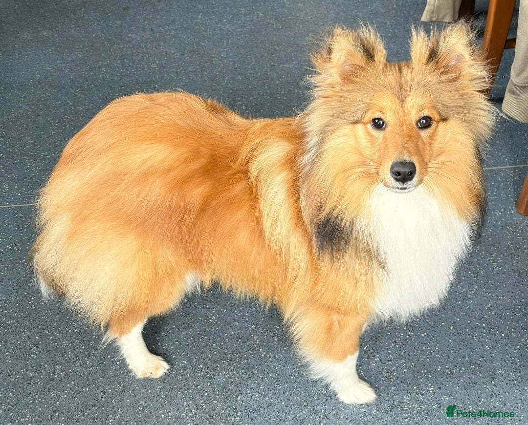 Shetland Sheepdog dogs for sale: Beautiful shaded sable puppies  - Image 12