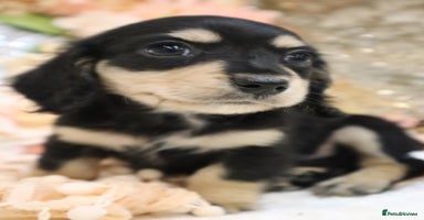 Miniature Dachshund dogs - Advert 2