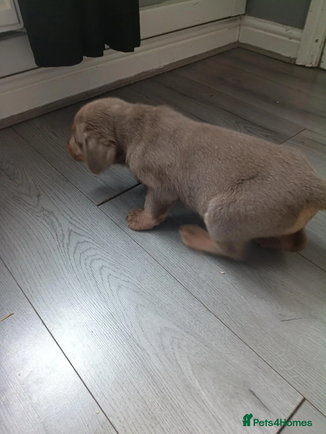 Labrador Retriever dogs for sale: Labrador girl ready now - Advert 9