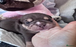 English Bulldog dogs for sale: Self Whelped Healthy English bulldog Babies❤️🤍 - Image 21