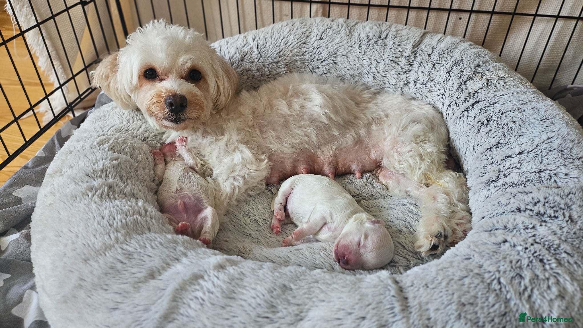 Mixed Breed dogs Bichon and Maltese mix - Advert 1
