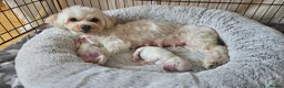 Mixed Breed dogs for sale: Bichon and Maltese mix - Advert 1