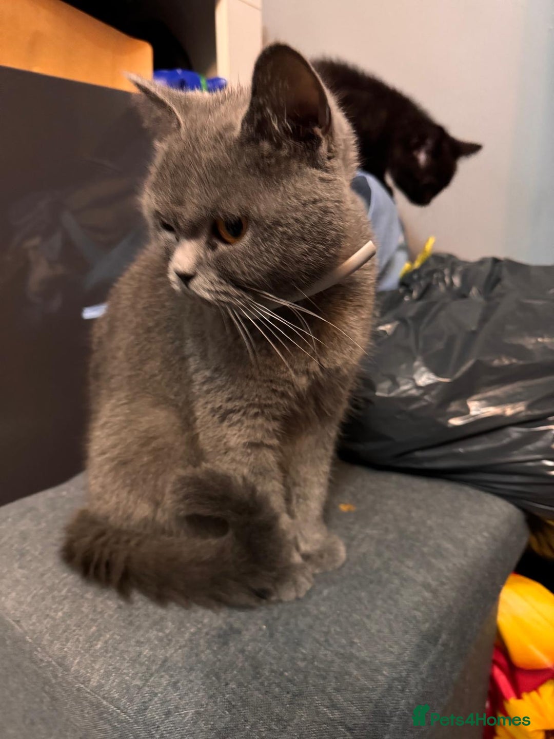 British Shorthair cats for sale: British shorthairs kittens - Image 13