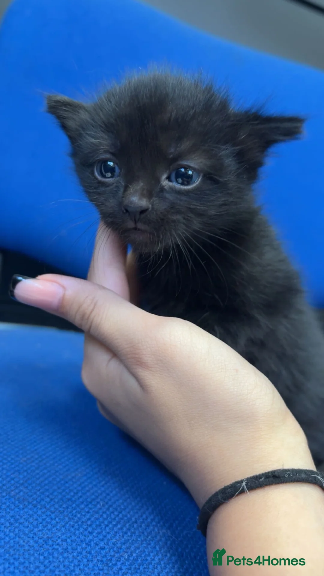 Mixed Breed cats for sale: kitten for sale  in Birmingham - Advert 4