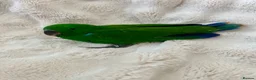 Parrots birds for sale: Eclectus Parrot  - Advert 2