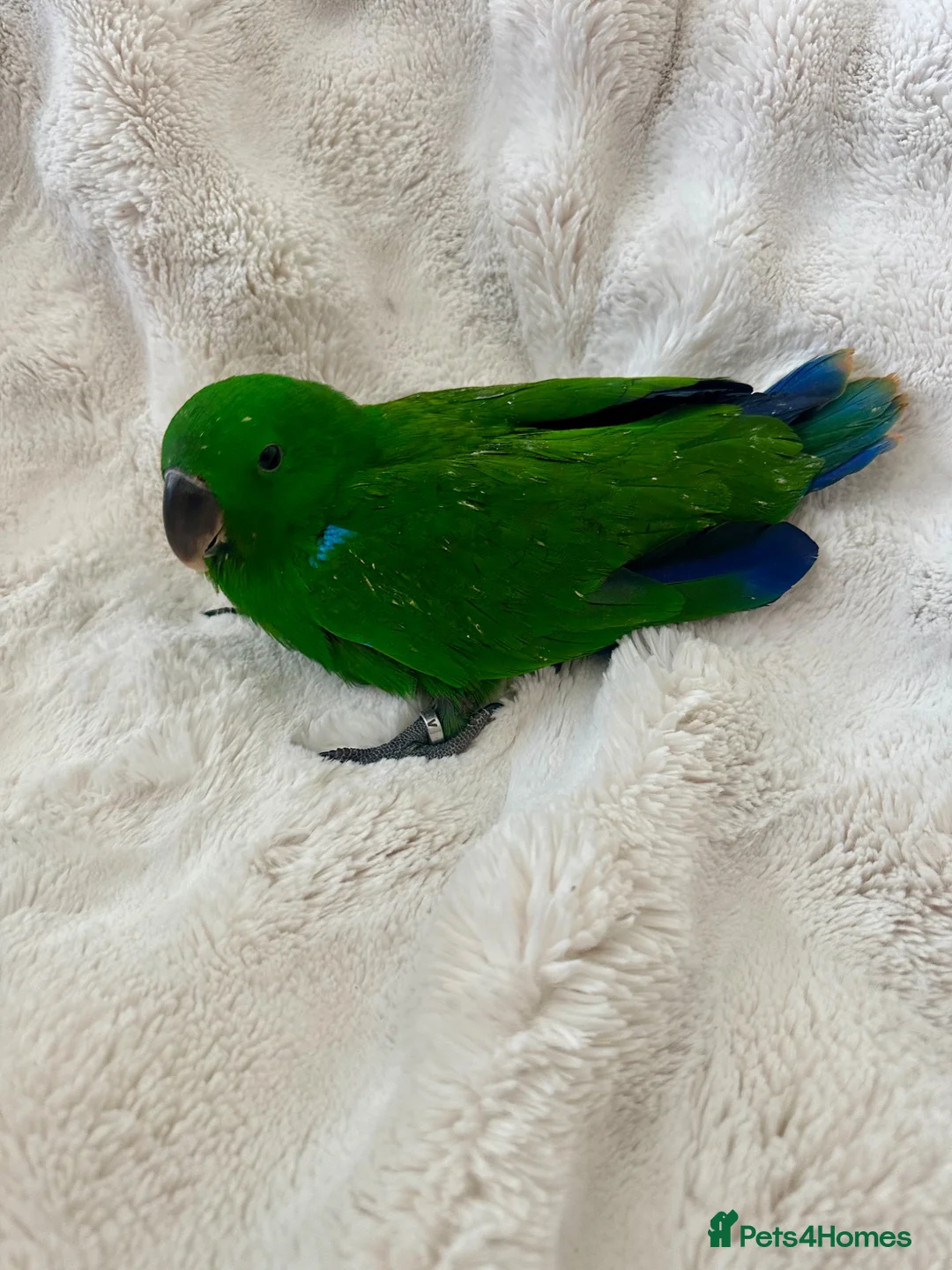 Parrots birds for sale: Eclectus Parrot  - Advert 2