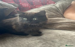 Mixed Breed cats for sale: Ready now beautiful little kittens - Image 1