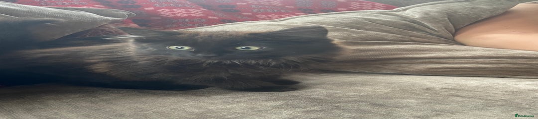 Mixed Breed Kitten 1