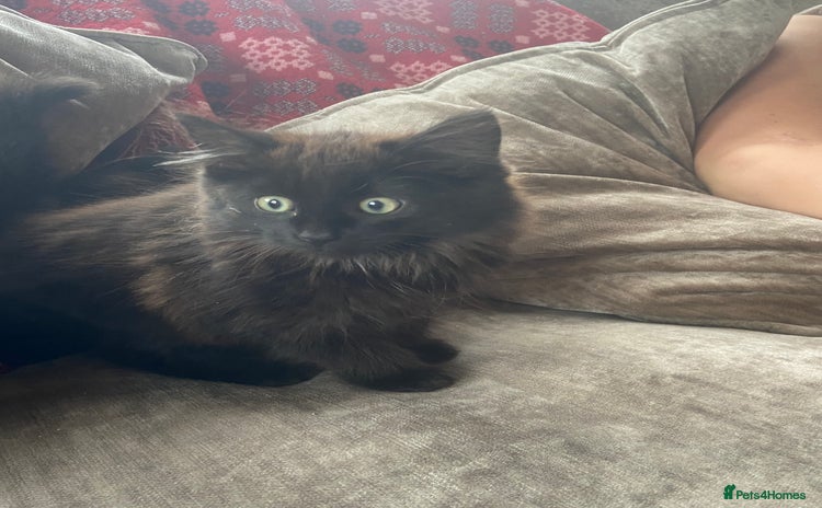 Mixed Breed cats - Advert 6