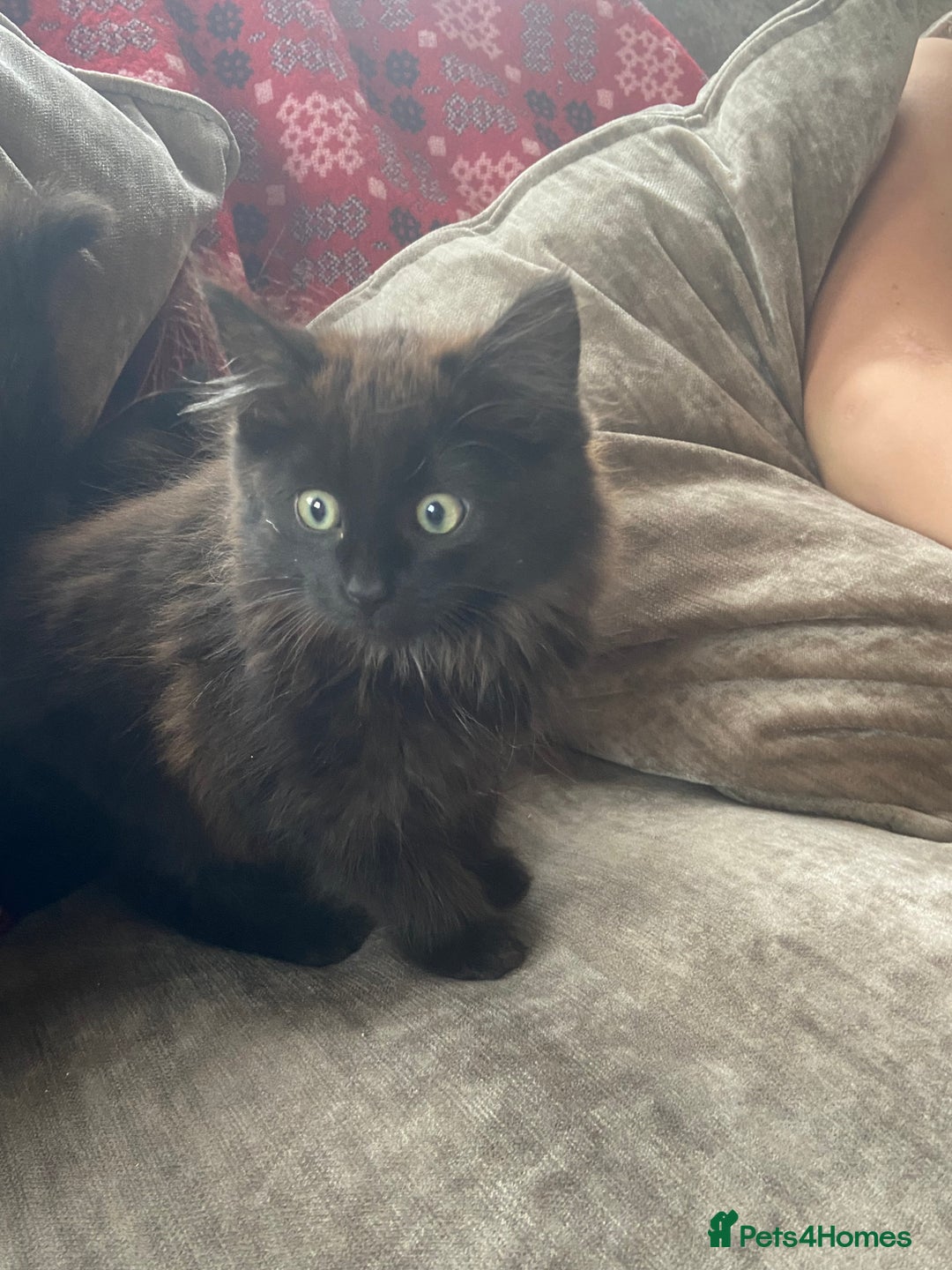 Mixed Breed cats for sale: Ready now beautiful little kittens - Image 1