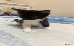 Mixed Breed cats for sale: 4 black and white Kittens for sale !!! - Image 3