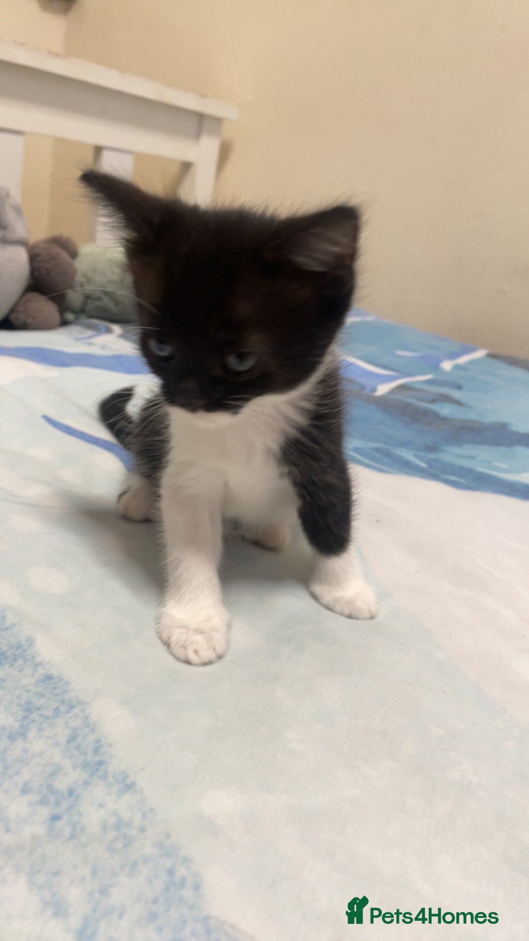 Mixed Breed cats for sale: 4 black and white Kittens for sale !!! - Image 3