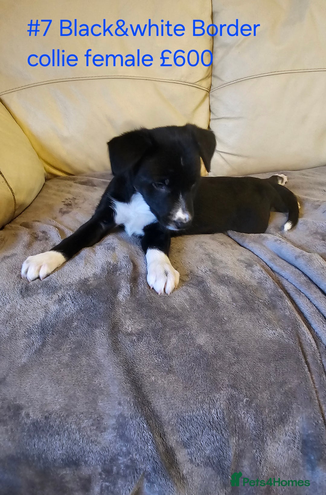 Border Collie dogs for sale: Blue merle&black&white puppies for sale  - Advert 31