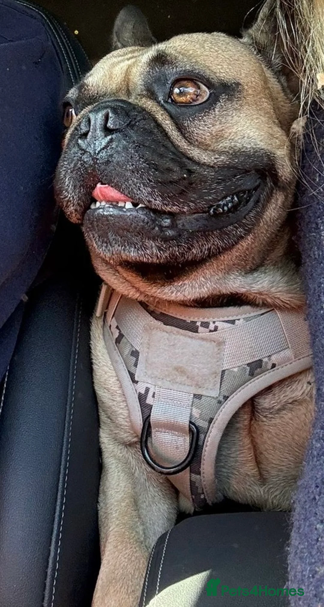 French Bulldog dogs for stud: 3 year old French bulldog stud available  - Advert 2