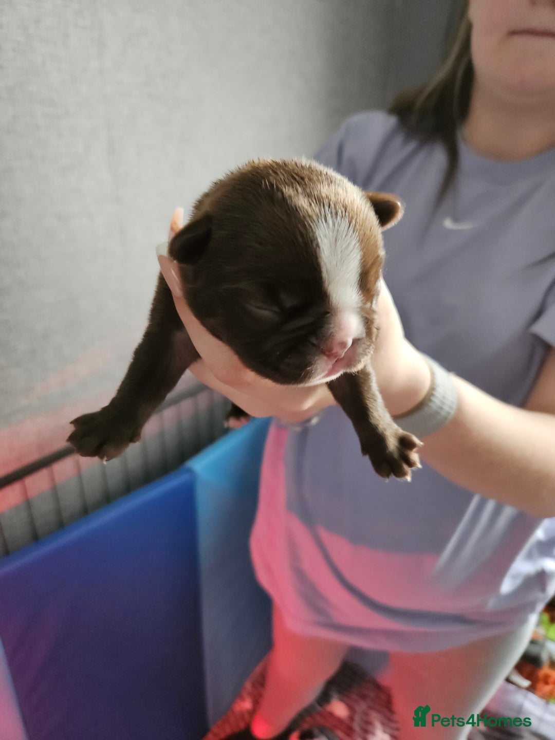 Mixed Breed dogs for sale: Frenchton Pups - Image 6