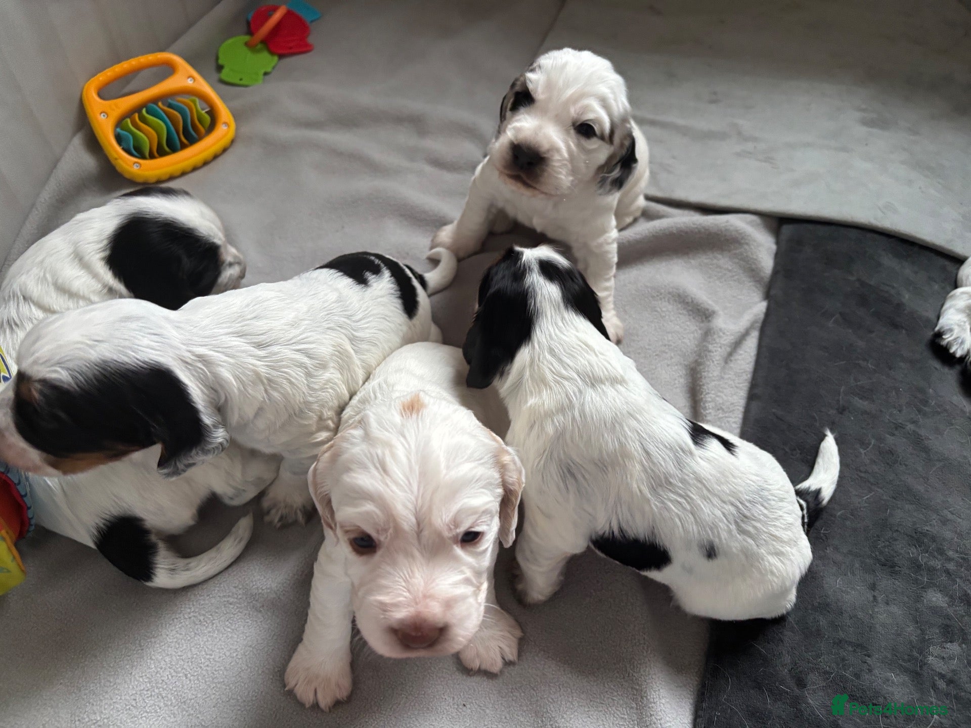 Sprocker dogs 6  beautiful sprocker cross puppy’s for sale - Advert 14