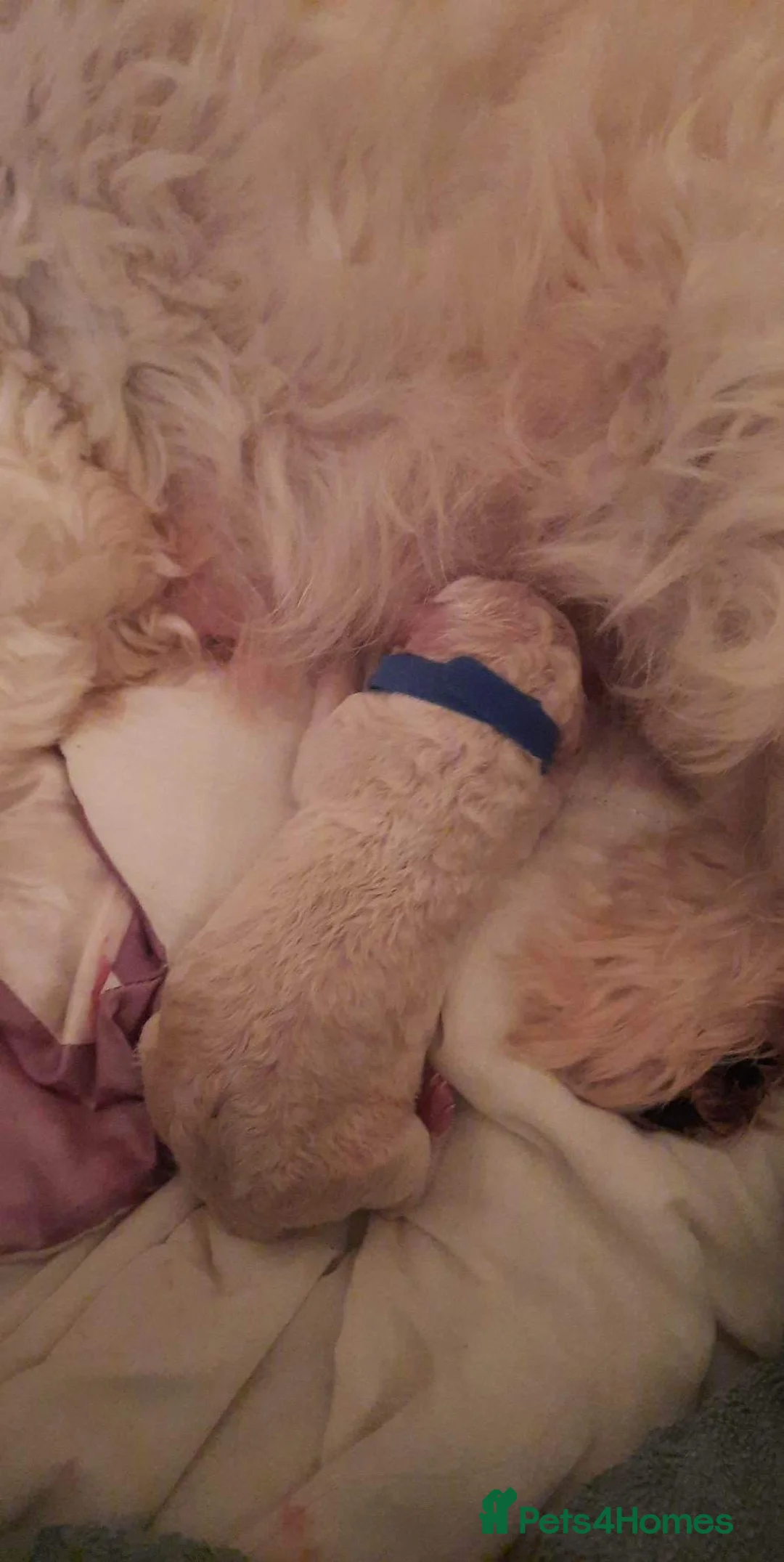 Standard Poodle dogs for stud: Champion Proven Gentle Poodle Available for Stud in Swindon - Advert 8