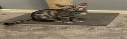 Bengal cats for sale: 🐾 BEAUTIFUL TICA REGISTERED BENGAL  – READY NOW  - Advert 38