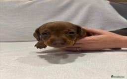 Dachshund dogs for sale: Dachshund puppies  - Image 25