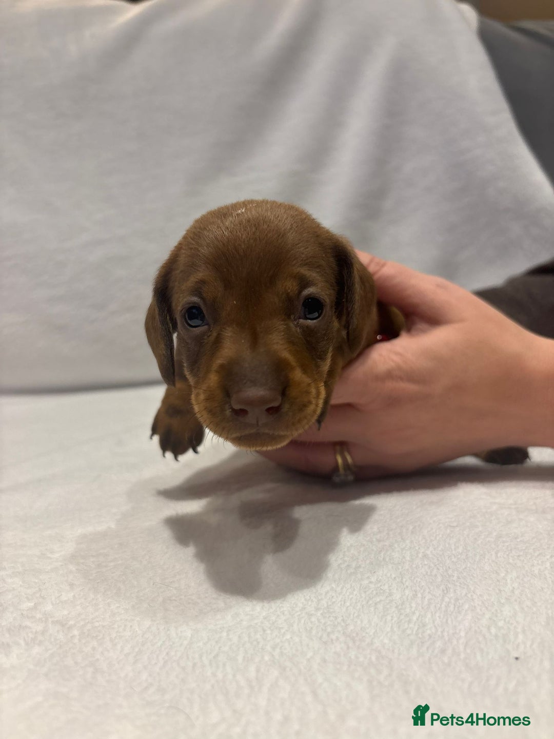 Dachshund dogs for sale: Dachshund puppies  - Image 25
