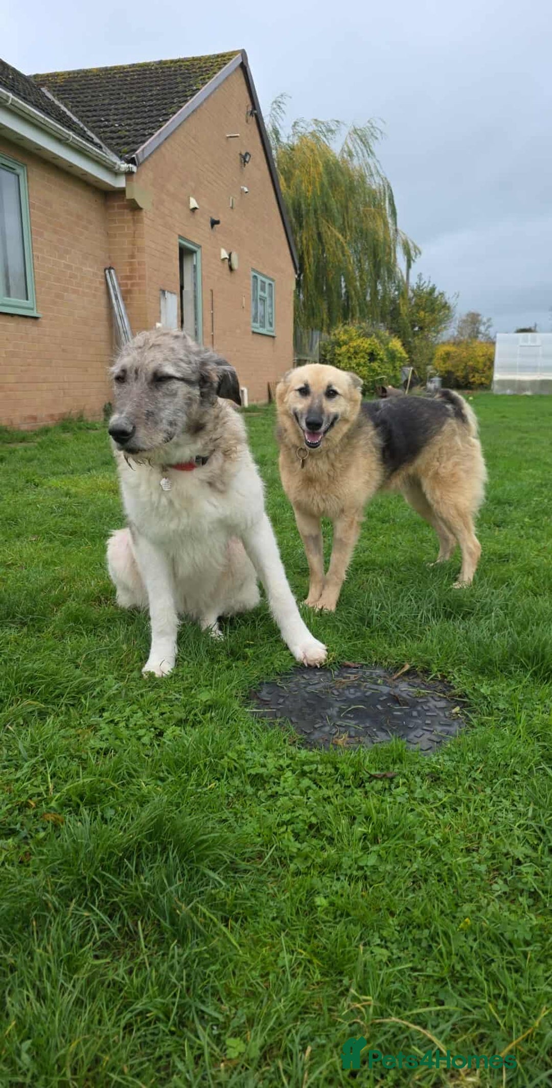 Mixed Breed dogs for adoption: GUS - The gentleman - Image 7