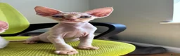 Devon Rex cats for sale: Stunning GCCF Devon Rex kittens.  - Advert 6
