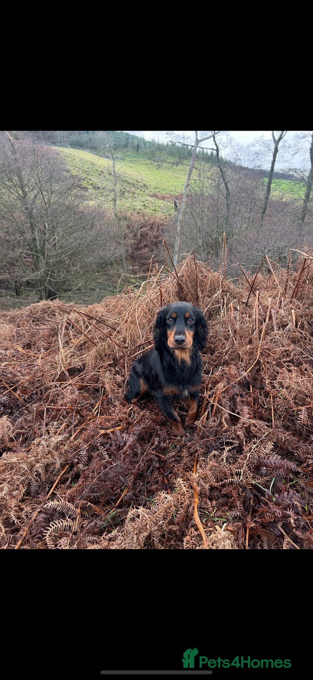 Cocker Spaniel dogs for sale: KC Registered Cocker Spaniel Puppies  - Advert 11